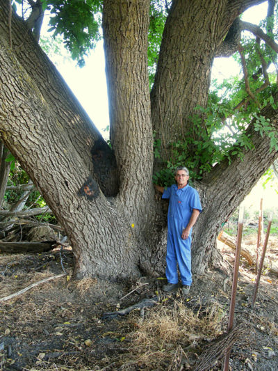 California Bastogne Walnut Tree